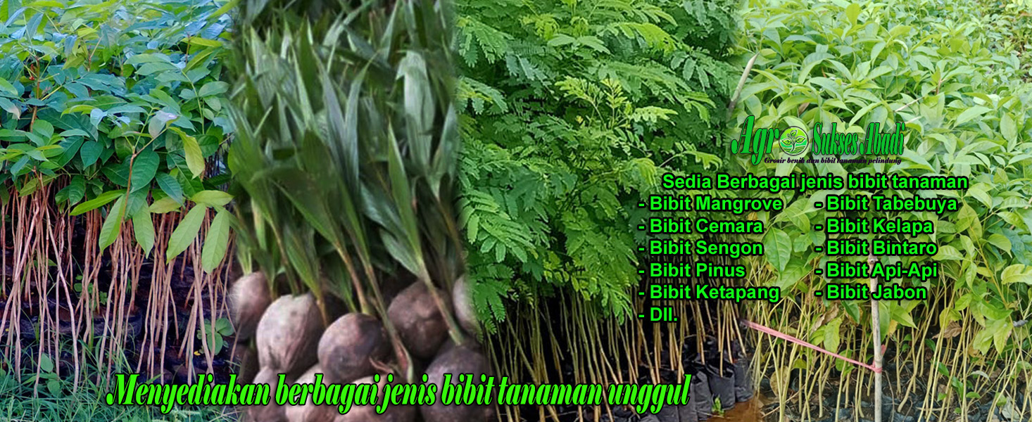 Banner asa1