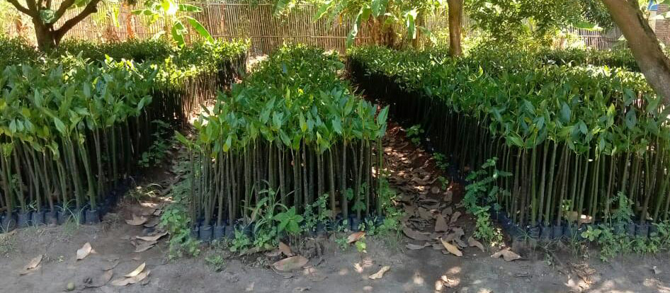 Jual Bibit Pohon Mangrove siap tanam